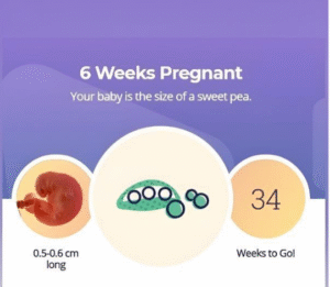 Week 6: Morning Sickness Starts—What’s Happening?