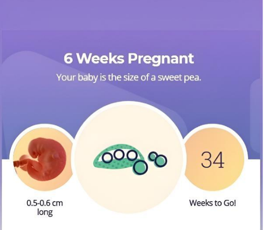 Week 6: Morning Sickness Starts—What’s Happening?