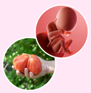 Week 19: Feeling the Baby More? What Your Body Is Telling You