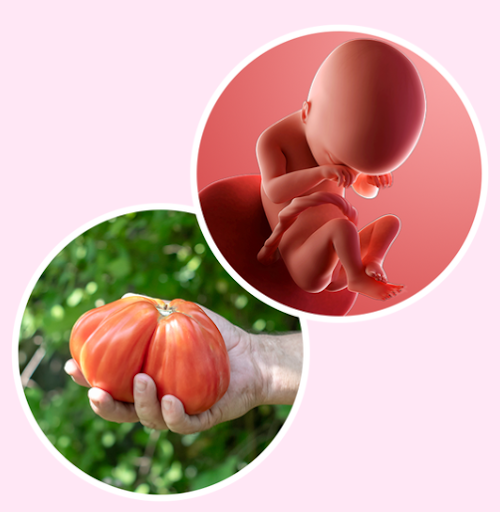 Week 19: Feeling the Baby More? What Your Body Is Telling You