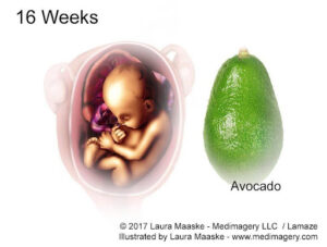 Week 16: Waiting for Baby Kicks? It’s Almost Time