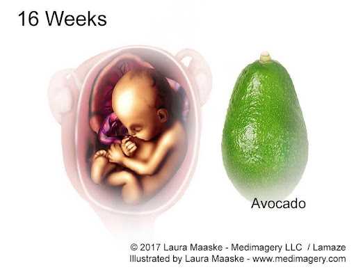 Week 16: Waiting for Baby Kicks? It’s Almost Time