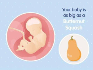 Week 29: Your Baby Has a Routine… Can You Feel It? 🤍