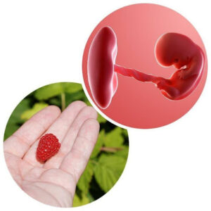 Week 8: Your Baby Is Forming—Big Changes Inside