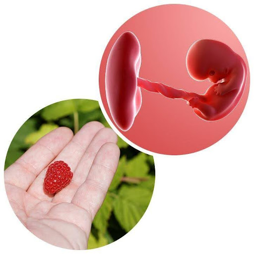 Week 8: Your Baby Is Forming—Big Changes Inside