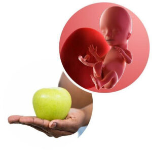 Week 15: Your Baby Can Hear You Now
