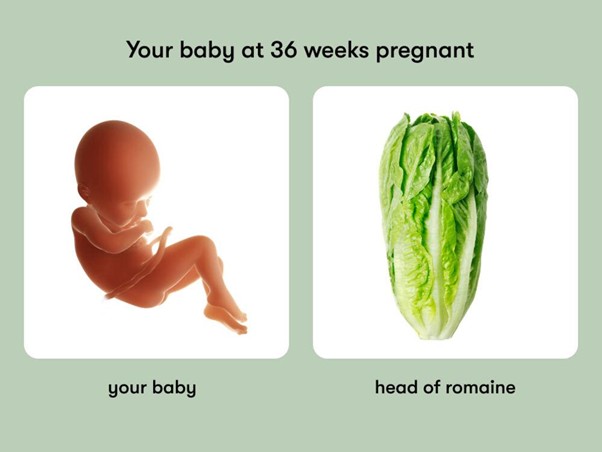 Week 36 of Pregnancy | Full Baby Development & Labour Preparation