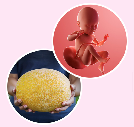 Week 34 of Pregnancy | Baby Brain Development & Third Trimester Symptoms