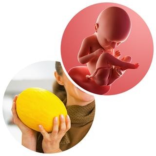 Week 35 of Pregnancy | Baby Position, Labour Signs & Pregnancy Symptoms